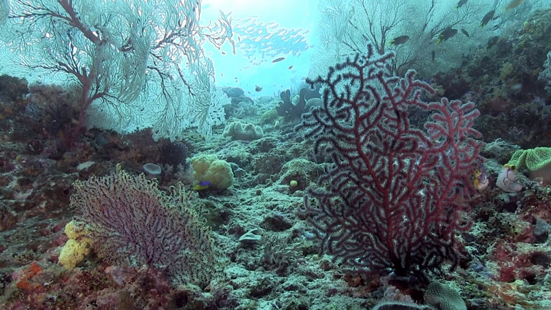 monde du corail5 redimensionner